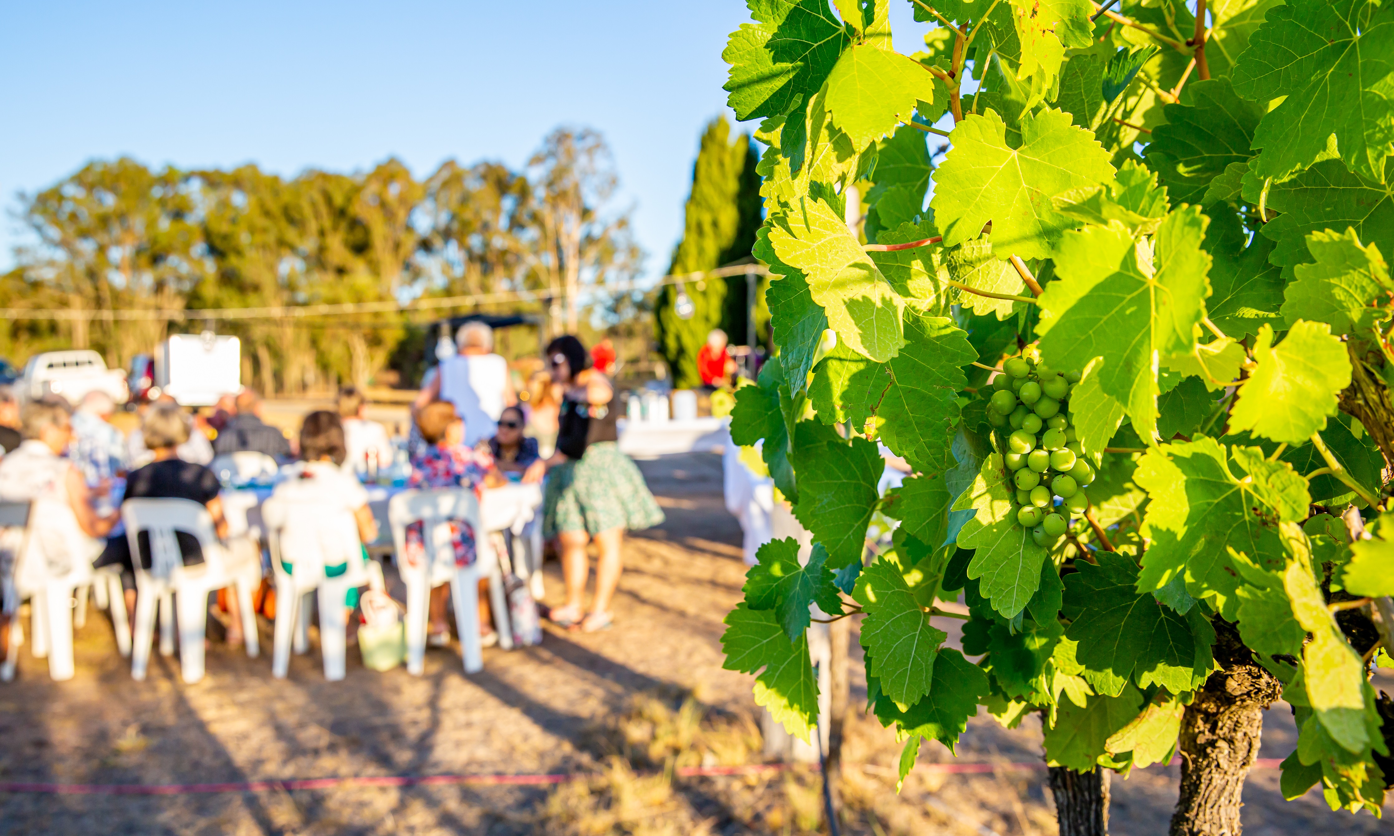 People having a picnic at the vineyard 